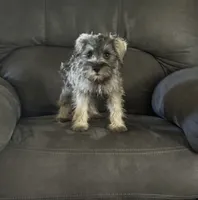 Rufus , a male Miniature Schnauzer for sale in Louisville, IL – 1 of 3