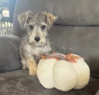 Gunner , a male Miniature Schnauzer for sale in Louisville, IL – 2 of 3