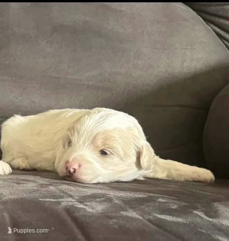 Muffin – Maltipoo puppy for sale in Louisville, IL