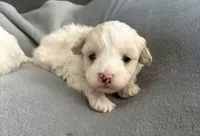 Muffin, a male Maltipoo for sale in Louisville, IL – 2 of 2