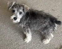 Gunner , a male Miniature Schnauzer for sale in Louisville, IL – 3 of 3