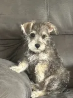 Greta, a female Miniature Schnauzer for sale in Louisville, IL – 1 of 1