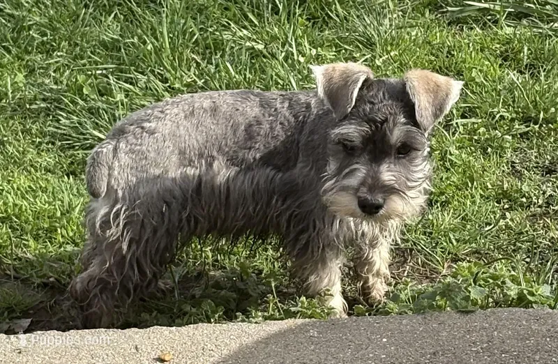 Jasper, a male Miniature Schnauzer for sale in Louisville, IL – Photo 1 of 1