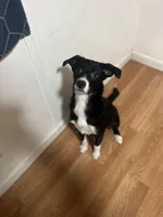 Mila , a female Australian Shepherd and Border Collie for sale in Saint Petersburg, FL – Photo 6 of 8