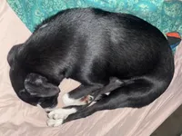 Mila , a female Australian Shepherd and Border Collie for sale in Saint Petersburg, FL – Photo 5 of 8