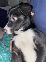 Mila , a female Australian Shepherd and Border Collie for sale in Saint Petersburg, FL – Photo 1 of 8