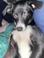 Mila , a female Australian Shepherd and Border Collie for sale in Saint Petersburg, FL – Photo 3 of 8