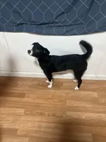 Mila , a female Australian Shepherd and Border Collie for sale in Saint Petersburg, FL – Photo 8 of 8