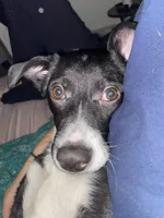 Mila , a female Australian Shepherd and Border Collie for sale in Saint Petersburg, FL – Photo 4 of 8