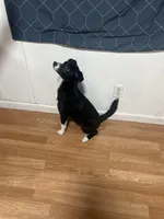 Mila , a female Australian Shepherd and Border Collie for sale in Saint Petersburg, FL – Photo 2 of 8