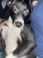 Mila , a female Australian Shepherd and Border Collie for sale in Saint Petersburg, FL – Photo 7 of 8