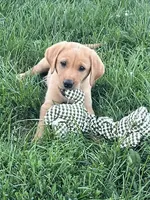 Max, a male Labrador Retriever for sale in Menasha, WI – 5 of 7