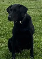 Max, a male Labrador Retriever for sale in Menasha, WI – 7 of 7