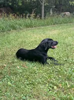 Jake, a male Labrador Retriever for sale in Menasha, WI – 2 of 7