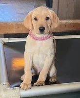 pink, a female Labrador Retriever for sale in Menasha, WI – Photo 1 of 6