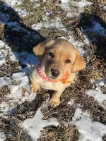 pink, a female Labrador Retriever for sale in Menasha, WI – Photo 3 of 6