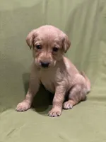 pink, a female Labrador Retriever for sale in Menasha, WI – Photo 2 of 6