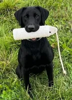 pink, a female Labrador Retriever for sale in Menasha, WI – Photo 6 of 6