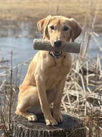 LUKE, a male Labrador Retriever for sale in Menasha, WI – Photo 2 of 5