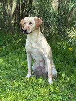 LUKE, a male Labrador Retriever for sale in Menasha, WI – Photo 5 of 5