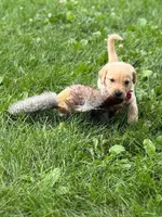 LUKE, a male Labrador Retriever for sale in Menasha, WI – Photo 3 of 5