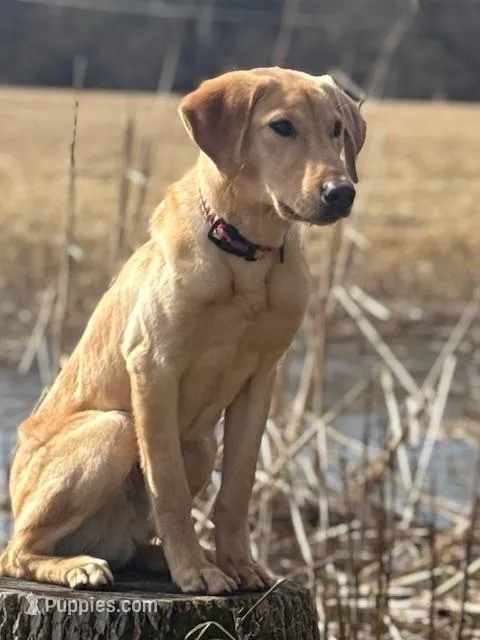 LUKE – Labrador Retriever puppy for sale in Menasha, WI