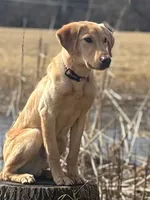 LUKE, a male Labrador Retriever for sale in Menasha, WI – Photo 1 of 5