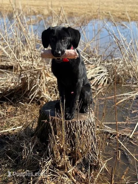 Jake – Labrador Retriever puppy for sale in Menasha, WI