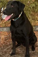 REGGIE, a male Labrador Retriever for sale in Menasha, WI – Photo 6 of 6