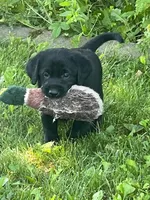 REGGIE, a male Labrador Retriever for sale in Menasha, WI – Photo 4 of 6
