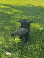 REGGIE, a male Labrador Retriever for sale in Menasha, WI – Photo 3 of 6