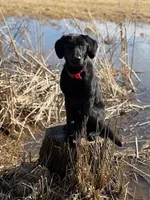 REGGIE, a male Labrador Retriever for sale in Menasha, WI – Photo 1 of 6