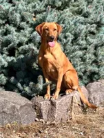 camo pink, a female Labrador Retriever for sale in Menasha, WI – Photo 3 of 5