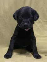 camo pink, a female Labrador Retriever for sale in Menasha, WI – Photo 1 of 5