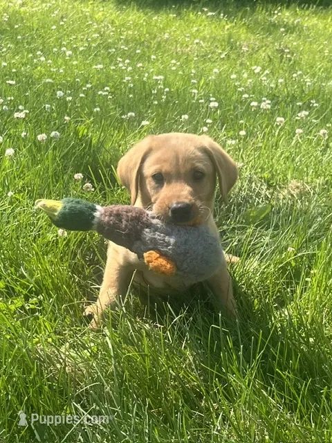 Max – Labrador Retriever puppy for sale in Menasha, WI