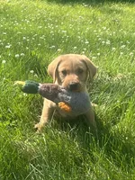 Max, a male Labrador Retriever for sale in Menasha, WI – 1 of 7
