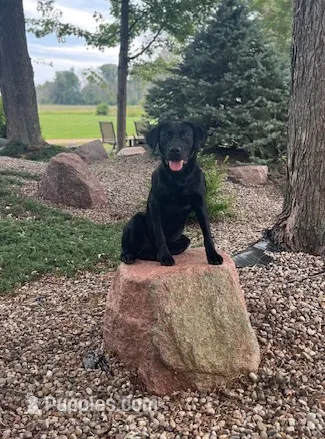 Jake – Labrador Retriever puppy for sale in Menasha, WI