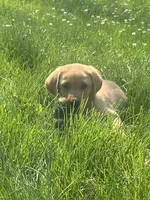 Max, a male Labrador Retriever for sale in Menasha, WI – 4 of 7