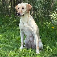 J J, a male Labrador Retriever for sale in Menasha, WI – Photo 4 of 5