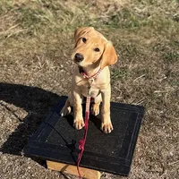 J J, a male Labrador Retriever for sale in Menasha, WI – Photo 2 of 5