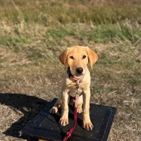 J J, a male Labrador Retriever for sale in Menasha, WI – Photo 3 of 5