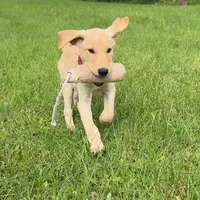 J J, a male Labrador Retriever for sale in Menasha, WI – Photo 1 of 5
