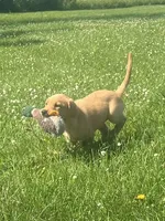 Max, a male Labrador Retriever for sale in Menasha, WI – 2 of 7