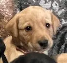 Red, a male Labrador Retriever for sale in Menasha, WI – Photo 1 of 6