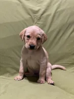 Red, a male Labrador Retriever for sale in Menasha, WI – Photo 6 of 6