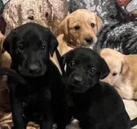 Red, a male Labrador Retriever for sale in Menasha, WI – Photo 3 of 6