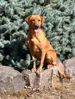 yellow, a male Labrador Retriever for sale in Menasha, WI – Photo 2 of 6