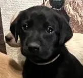 yellow, a male Labrador Retriever for sale in Menasha, WI – Photo 6 of 6