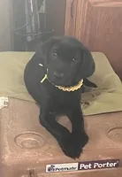 yellow, a male Labrador Retriever for sale in Menasha, WI – Photo 1 of 6