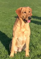 Max, a male Labrador Retriever for sale in Menasha, WI – 6 of 7